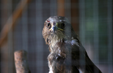 eagle in zoo cage, close-up