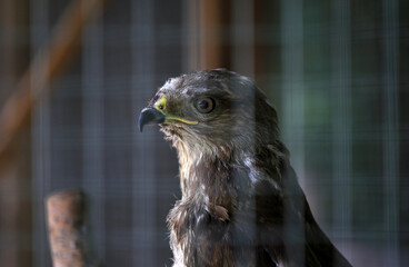 eagle in zoo cage, close-up