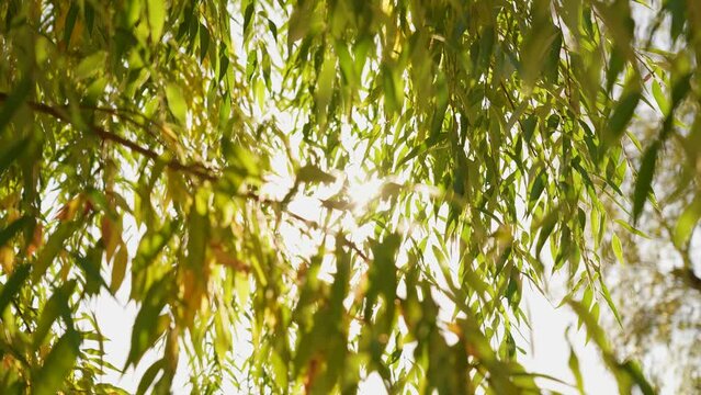 Beautiful sunny autumn Thanksgiving holiday background. Fall landscape. 4k video of yellow, orange, green foliage and sun light shining through colorful leaves of willow tree solated on sky backdrop