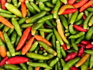 Top view colorful bird chilli background
