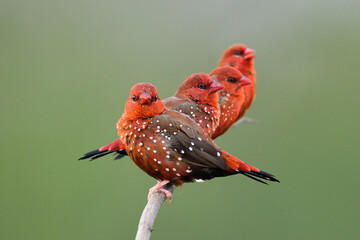 flock of vivid red birds perching on thin branch together in close and warm moment, red avadavat  or strawberry finch