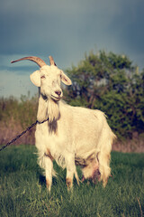 A white, horned goat with thick fur grazes in a meadow. A white goat grazing in a rural meadow looks into the camera and dreams.