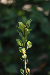 Fototapeta na wymiar bay tree. laurel plant and leaves. daphne,
