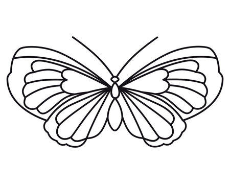 Butterfly. Vintage vector drawing. Flat outline style. Close-up. Used for stencils, coloring books, clipart, web design. 