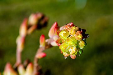 Beautiful succulent plant in Australia
