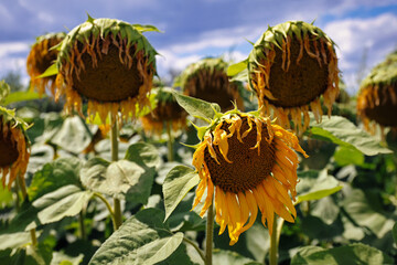 Verwelkte Sonnenblumen