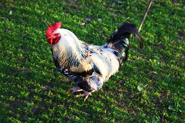 Beautiful rooster with a red crest walks on the green grass on a sunny summer day.