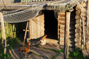 Old chicken coop is stretched with a net against the penetration of wild birds. Chickens walk in the coop.