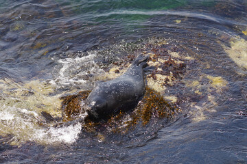 A pacific ocean seal resting on a bed of kelp on a rock at the coast