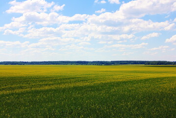 Beautiful European yellow green rapeseed field with forest stripe on horizon on blue sky with clouds background at Sunny summer day