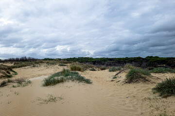 Path through dunes to sandy beach on the Sea in summer with a blue sky
