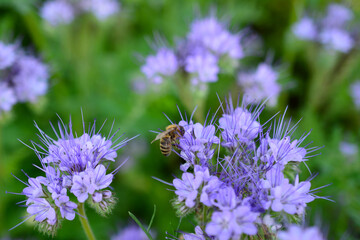 honey bee collecting sweet nectar from purple flowers, close-up