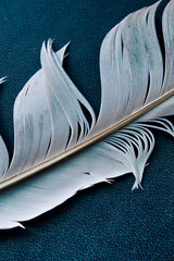 white bird feather close up