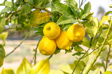 Ripe lemons hanging on a tree. Growing a lemon. Mature lemons on tree. Selective focus and close up