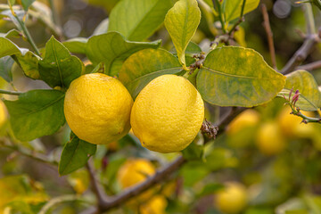 Ripe lemons hanging on a tree. Growing a lemon. Mature lemons on tree. Selective focus and close up