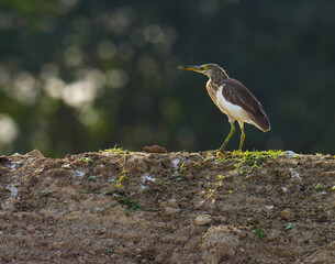 Pond heron at river with bokeh background. Indian pond heron. Paddybird. Ardeola grayii. Natural background. Bird texture. Wetland bird. Water bird.