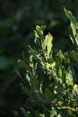 bay tree. laurel plant leaves and seeds
