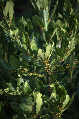 bay tree. laurel plant leaves and seeds
