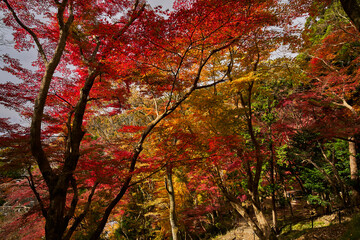 Yase-Momiji-No-Komichi（八瀬 もみじの小径）in Autumn
