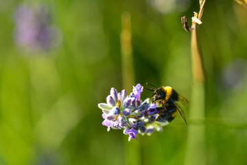Lavender garden and bee