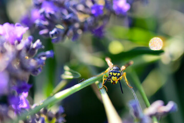 Lavender garden and bee