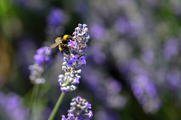 Fototapeta premium Lavender garden and bee