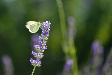 Lavender garden and butterfly