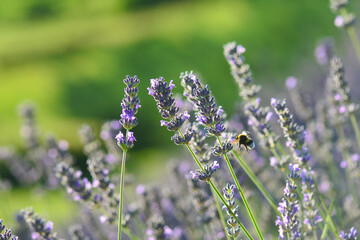 Lavender garden and bee