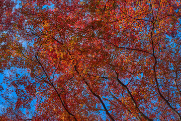 Yase-Momiji-No-Komichi（八瀬 もみじの小径）in Autumn