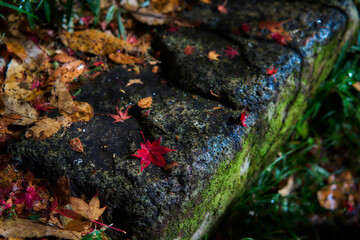 Yase-Momiji-No-Komichi（八瀬 もみじの小径）in Autumn