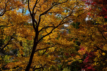 Yase-Momiji-No-Komichi（八瀬 もみじの小径）in Autumn