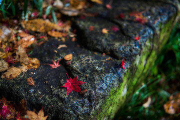 Autumn Leaves on the Ground