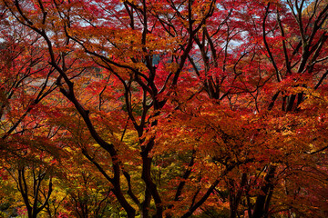 Yase-Momiji-No-Komichi（八瀬 もみじの小径）in Autumn