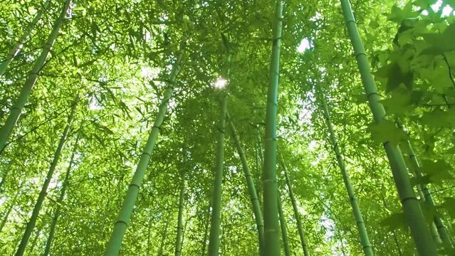Environment ecology image of bamboo forest and  sunlight