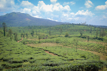 tea estate in background of mountain