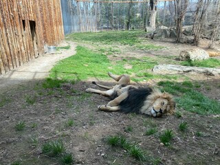 Sleeping lion
