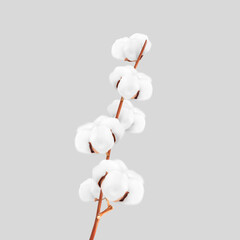 Realistic cotton branch on grey background. Vector illustration. Great for your design. EPS10.	