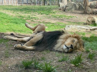 Sleeping lion © Caitlynn