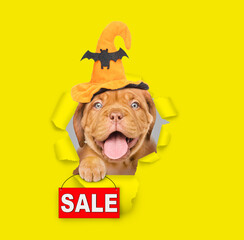 Happy mastiff puppy wearing hat for halloween looks through a hole in yellow paper and shows sales symbol