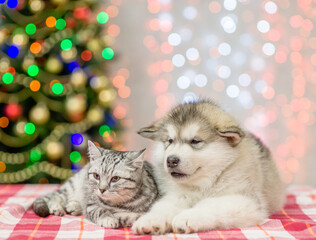 Fototapeta na wymiar Cat and dog lying together near Christmas tree at home