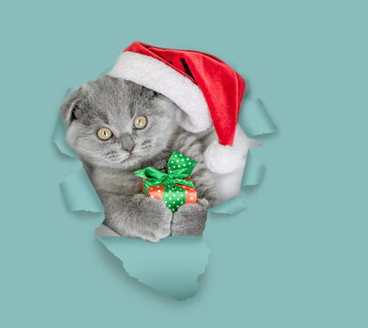 Funny kitten wearing red santa's hat holds gift box and looks through a hole in green paper - Powered by Adobe