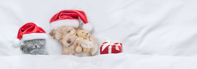 Cute kitten and Goldust Yorkshire terrier puppy  wearing santa hats lying together under a white blanket on a bed at home with toy bear and gift box. Top down view. Empty spqace for text