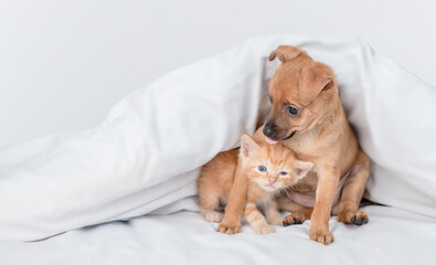 Toy terrier puppy and ginger kitten sit together under white warm blanket on a bed at home. Empty space for text