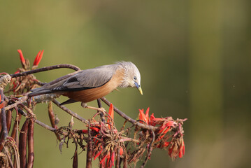 The chestnut-tailed starling, also called grey-headed starling and grey-headed myna is a member of the starling family.