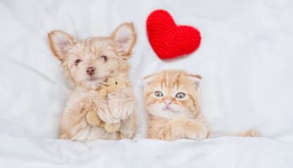 Funny Goldust Yorkshire terrier puppy hugs toy bear near ginger tiny kitten under white warm blanket on a bed at home. Top down view