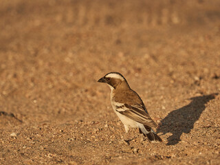 Weaver bird sitting on the sandy ground