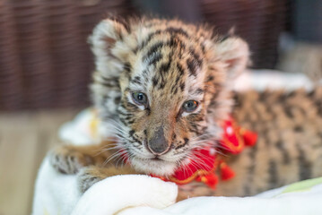 Baby Siberian tiger born in the year of the tiger 2022