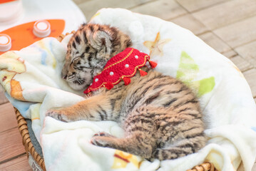 Baby Siberian tiger born in the year of the tiger 2022