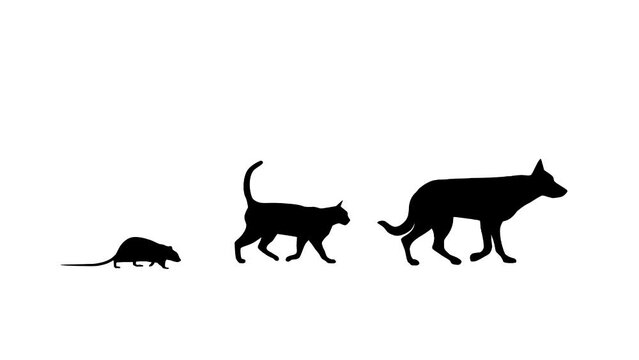 Walking dog, cat and rat, animation on the white background (seamless loop)