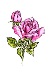 Big beautiful pink rose flower on white background